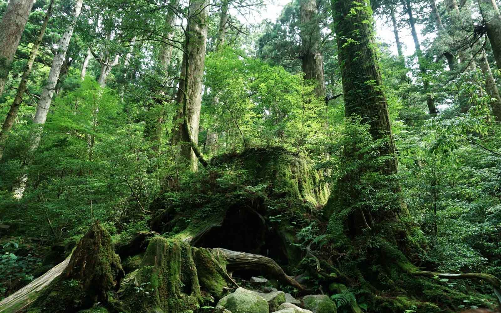 BACK TO BAREFOOT JOURNEY VOL.61 @屋久島