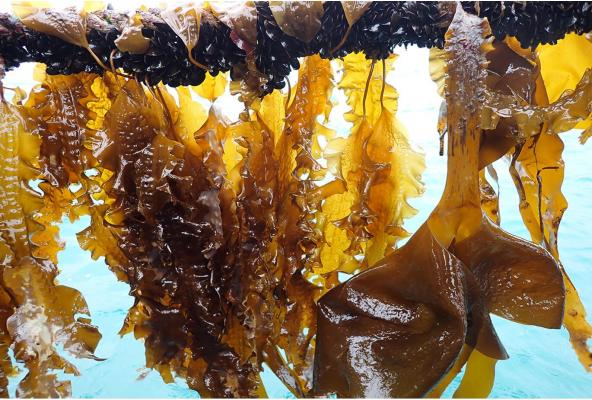 緑の未来と青の成長