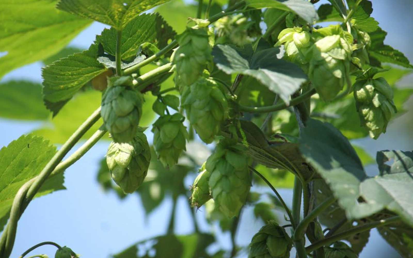 Back to Barefoot Journey vol.79 @富士宮 